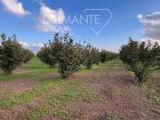 Al dettaglio Viterbo Lazio DS97100663