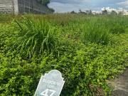 Alabang West Village Lot for Sale in Las Pinas for only...