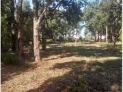 Alcobaça Alcobaça 100499506