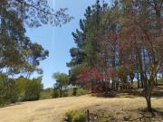 Algarrobo, camino vecinal