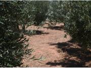 ALGO MÁS QUE UNA FINCA OLIVOS DE REGADIO