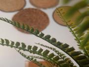 Alquiler de vivienda en planta baja – 2 dormitorios,...