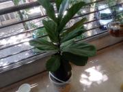 Alquiler departamento 1 dormi con balcon