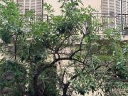 Alquiler en Palermo, Capital Federal