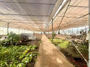 Alquiler Invernadero