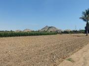 Alquiler o Venta de Terreno en Pachacamac 13000 m2