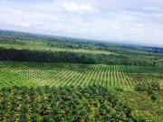 Alquilo finca