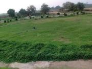 Altus Muirwoods,Ranai Majra Residential Plot For Sale...