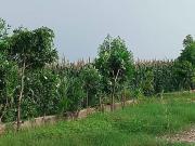 Amolik Aster Woods 155 Sq. Yd. Plot in Sector 98 Faridabad