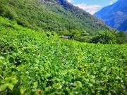 AMPIO TERRENO, IN POSIZIONE TRANQUILLA