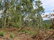 AMPLA ÁREA DE TERRAS DE 13 HECTARES NO SÃO ROQUE
