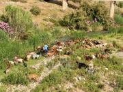 Amplia casa de campo con olivares ecológicos
