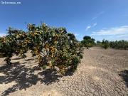 Amplia Casa de Huerta en Callosa de Segura con Terreno y...
