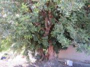AMPLIA PARCELA CON NAVE DE 200M2 APROX A LA VENTA EN...