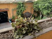 Amplisima casa en venta En Avenida Insurgentes Norte