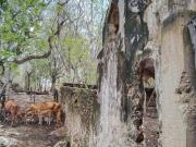 ANTIGÜO CASCO DE HACIENDA ACTUALMENTE RANCHO GANADERO EN...