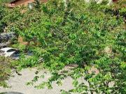 Antioquia, Medellín, Tricentenario