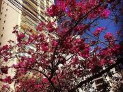 Apartamento à venda, 115 m² por R$ 1.300.000,00 Saúde...