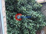 Apartamento à venda, Jardim Valéria, Guarulhos, SP