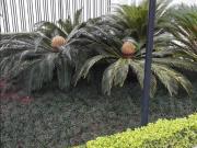 Apartamento com 2 dormitórios à venda, 211 m² por R$...