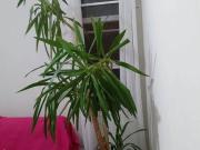 Apartamento com 2 quartos no bairro Jardim Santa Maria...