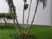 Apartamento com 3 quartos à venda em Vila Firmiano Pinto SP