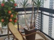 Apartamento com 4 quartos à venda em Vila Moreira SP