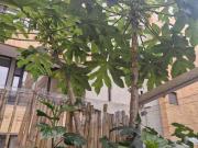 Apartamento El Pedregal ID: 162362r