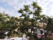 Apartamento en alquiler en Málaga, Pedregalejo Morlaco