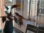 apartamento en arriendo en la veracruz. Cod A7071601 apartamento en arriendo en la veracruz. Cod A7071601