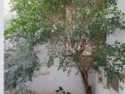 Piso en Venta en El Pla del Remei