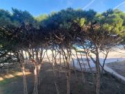 Apartamento en Venta en La Pineda