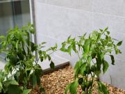 Apartamento T2, Faro Sé e São Pedro, Faro | BPI Expresso...