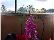 Apartamento, Jardim Santa Efigênia, São Paulo, SP