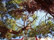 APARTAMENTO NA AVENIDA MORANGUEIRA PROXIMO A UEM
