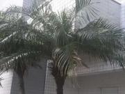 Apartamento para Venda em Itanhaém/SP Jardim Iberá 2 Quartos