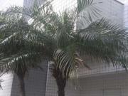 Apartamento para Venda em Itanhaém/SP Jardim Iberá 2 Quartos