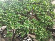 Apartamento para Venda em Rio de Janeiro/RJ Copacabana 3...