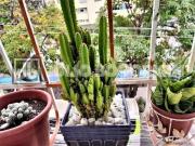 Apartamento para Venda em Rio de Janeiro/RJ Engenho Novo...