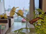 Apartamento para Venda em São Paulo/SP Ipiranga 2 Quartos