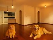 Apartamento para Venda em São Paulo/SP Morumbi 3 Quartos