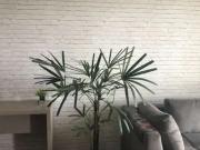 Apartamento para Venda em São Paulo/SP Vila Andrade 2...