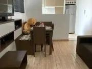 Apartamento para Venda em Taubaté/SP Jardim Gurilândia 2...