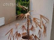 Apartamento para venda ou locaÃ§Ã£o Casa Branca, Santo AndrÃ