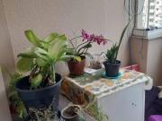 Apartamento à venda, Vila Osasco, SP