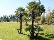 Apartamento, Victoria Monte Laguna, Quarteira