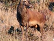 Apartamentos 1 quarto, Figueiró dos Vinhos Figueiró dos...
