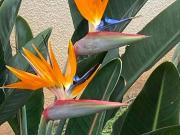 Apartamentos 1 quarto, Ribeira Brava Ribeira Brava 9350...