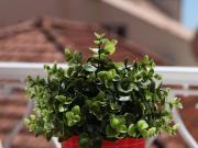 Apartamentos 2 quarto, Cascais Cascais DS77944472