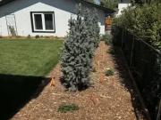 Apartment 3 Bedroom For Rent Calgary AB 2400 ES96307583